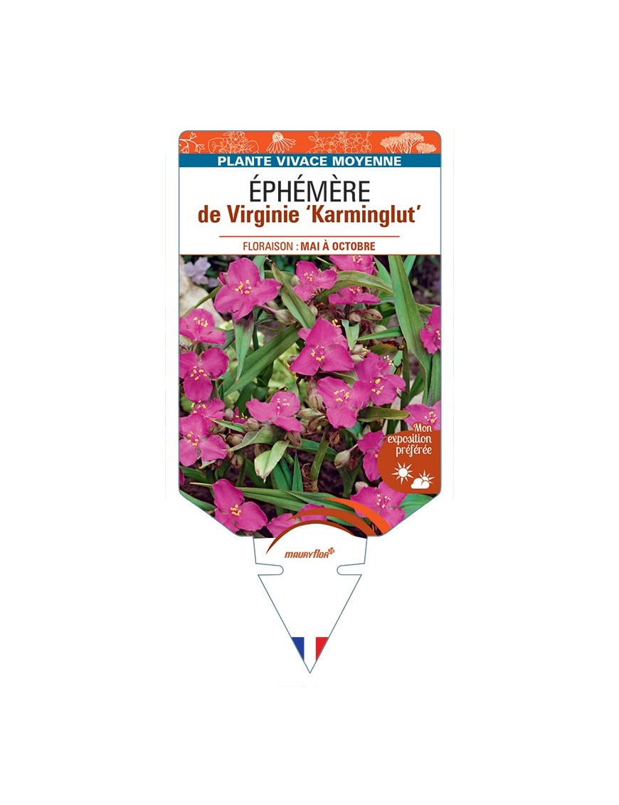 TRADESCANTIA Karminglut voir Éphémère de Virginie