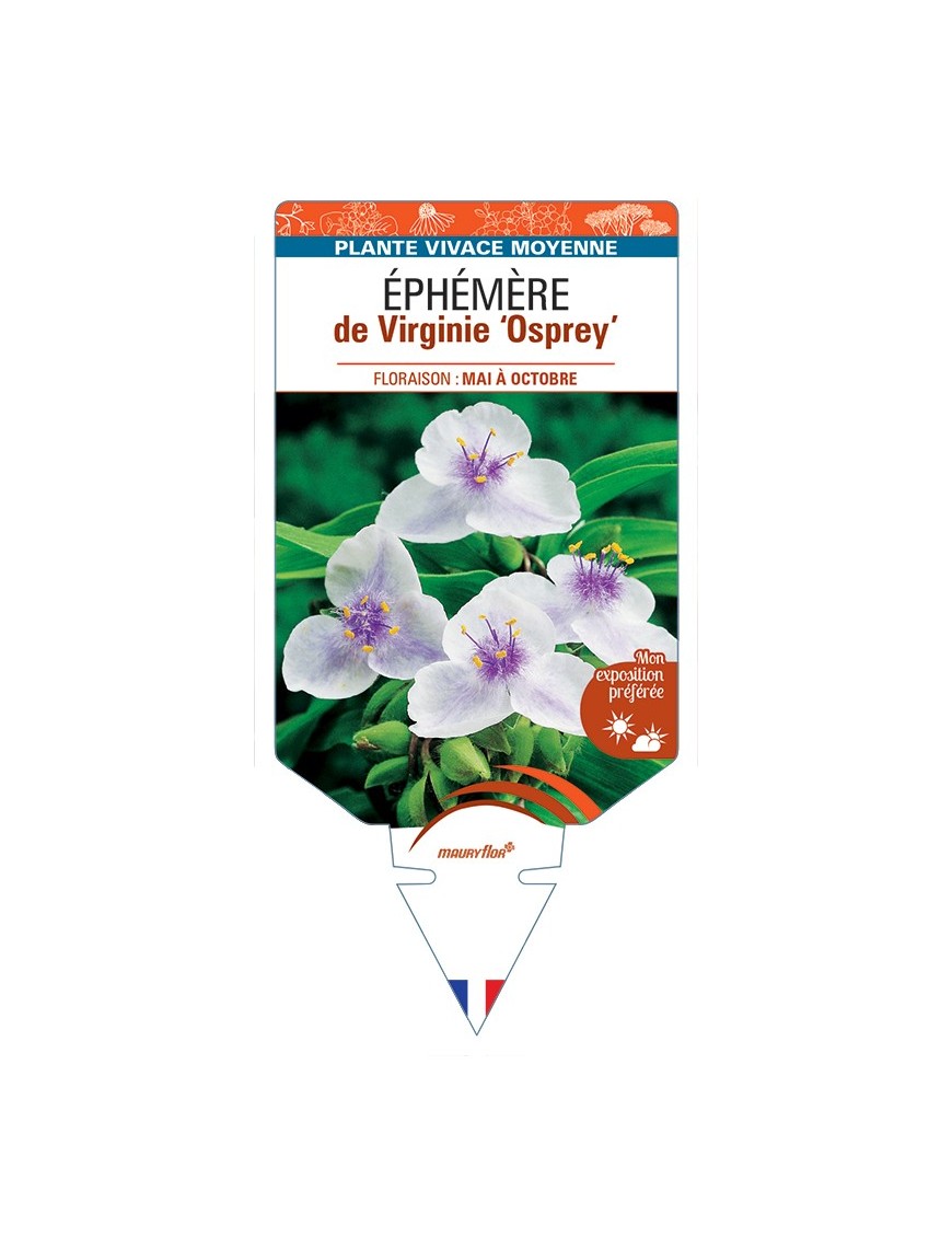 TRADESCANTIA Osprey voir Éphémère de Virginie