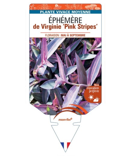 TRADESCANTIA Pink Stripes