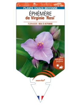 TRADESCANTIA Rosi voir Éphémère de Virginie