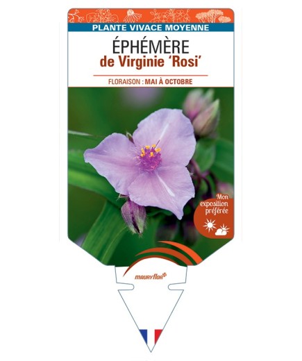 TRADESCANTIA Rosi voir Éphémère de Virginie