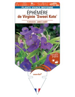 TRADESCANTIA Sweet Kate voir Éphémère de Virginie
