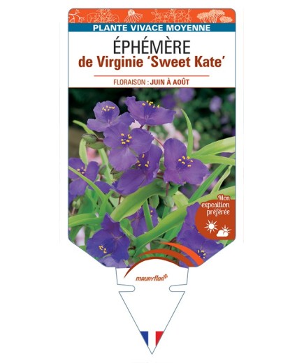 TRADESCANTIA Sweet Kate voir Éphémère de Virginie