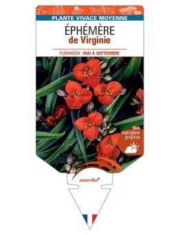 TRADESCANTIA VIRGINIANA voir Éphémère de Virginie (rouge)