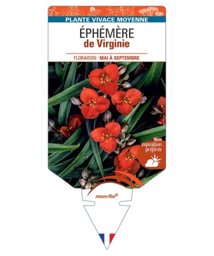 TRADESCANTIA VIRGINIANA voir Éphémère de Virginie (rouge)