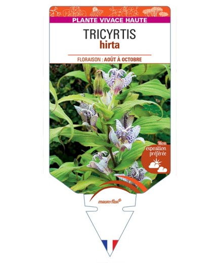 TRICYRTIS hirta