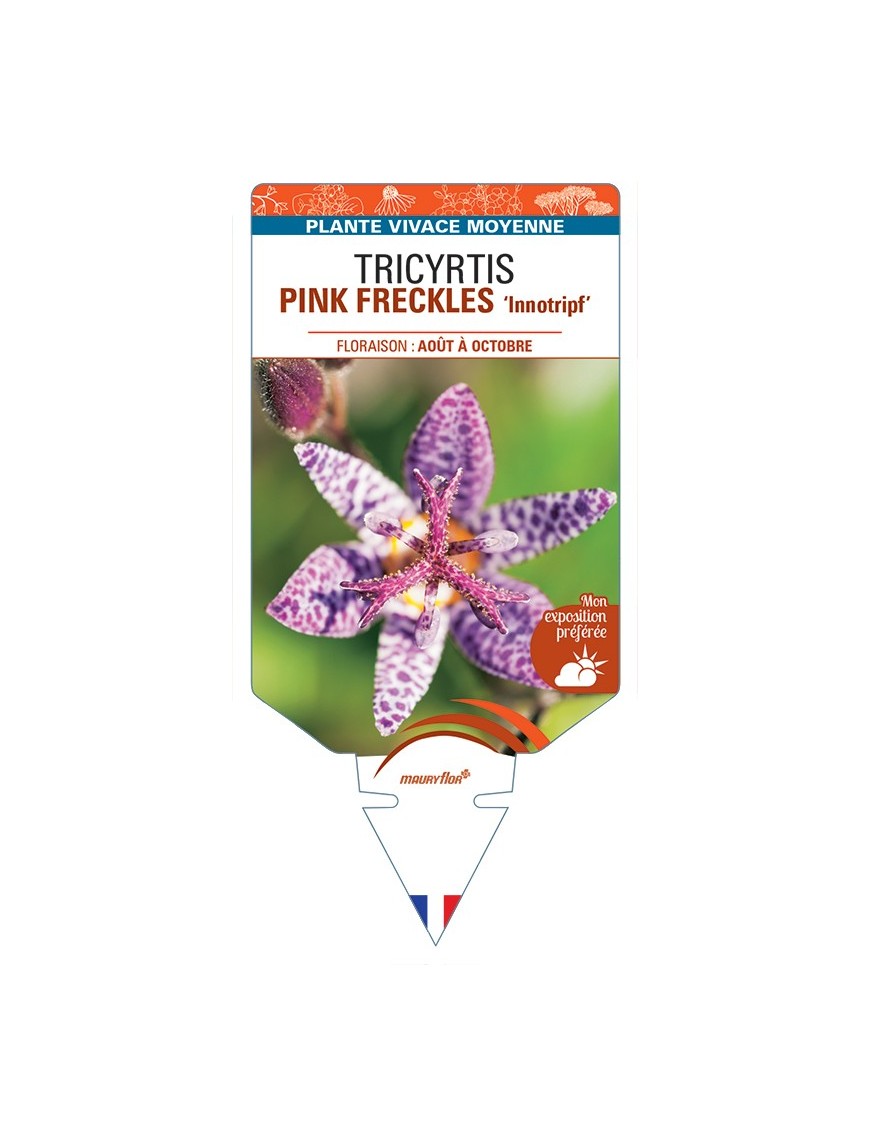 TRICYRTIS PINK FRECKLES Innotripf