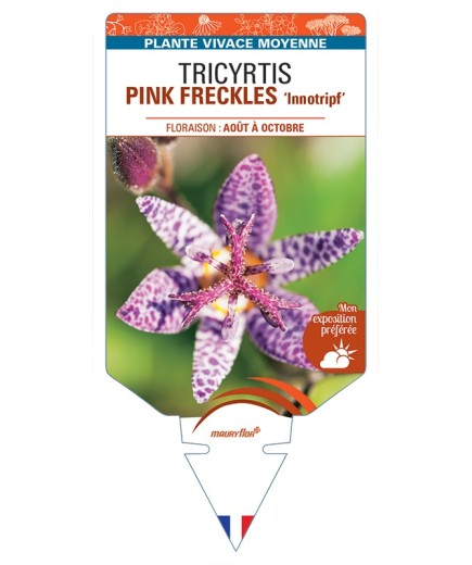 TRICYRTIS PINK FRECKLES Innotripf
