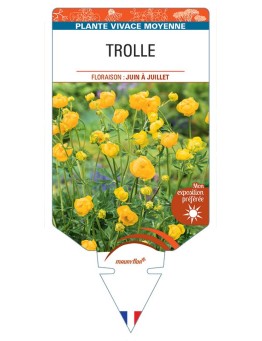 TROLLIUS CHINENSIS (jaune) voir Trolle