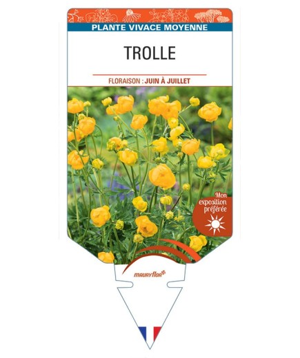 TROLLIUS CHINENSIS (jaune) voir Trolle