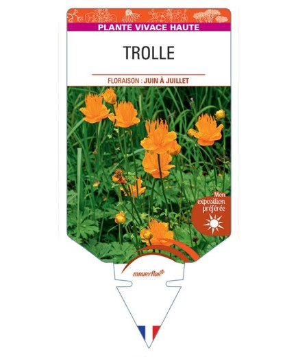 TROLLIUS CHINENSIS (orange) voir Trolle