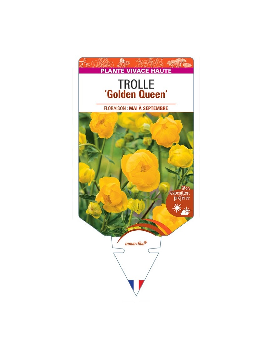 TROLLIUS chinensis Golden Queen voir Trolle