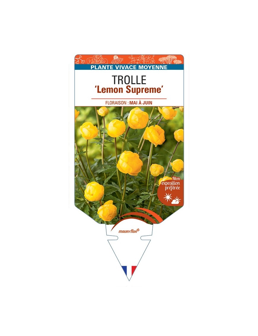 TROLLIUS europaeus compactus Lemon Supreme voir Trolle
