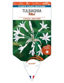 TULBAGHIA alba