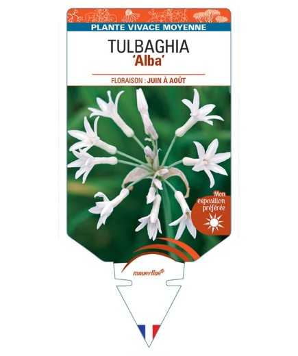 TULBAGHIA alba