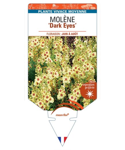 VERBASCUM Dark Eyes voir Molène