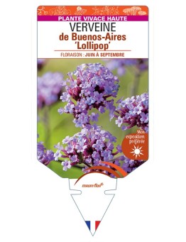 VERBENA bonariensis Lollipop voir Verveine de Buenos-Aires