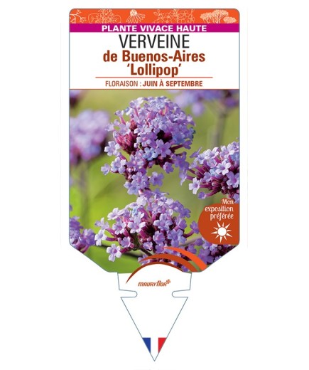 VERBENA bonariensis Lollipop voir Verveine de Buenos-Aires