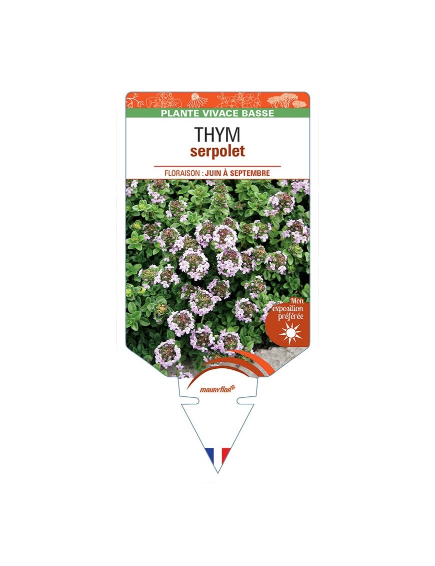 THYMUS serpyllum voir THYM serpolet (rose) *