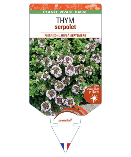 THYMUS serpyllum voir THYM serpolet (rose) *