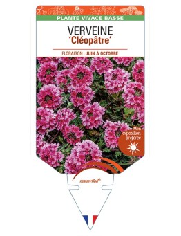 VERBENA Cléopâtre voir Verveine