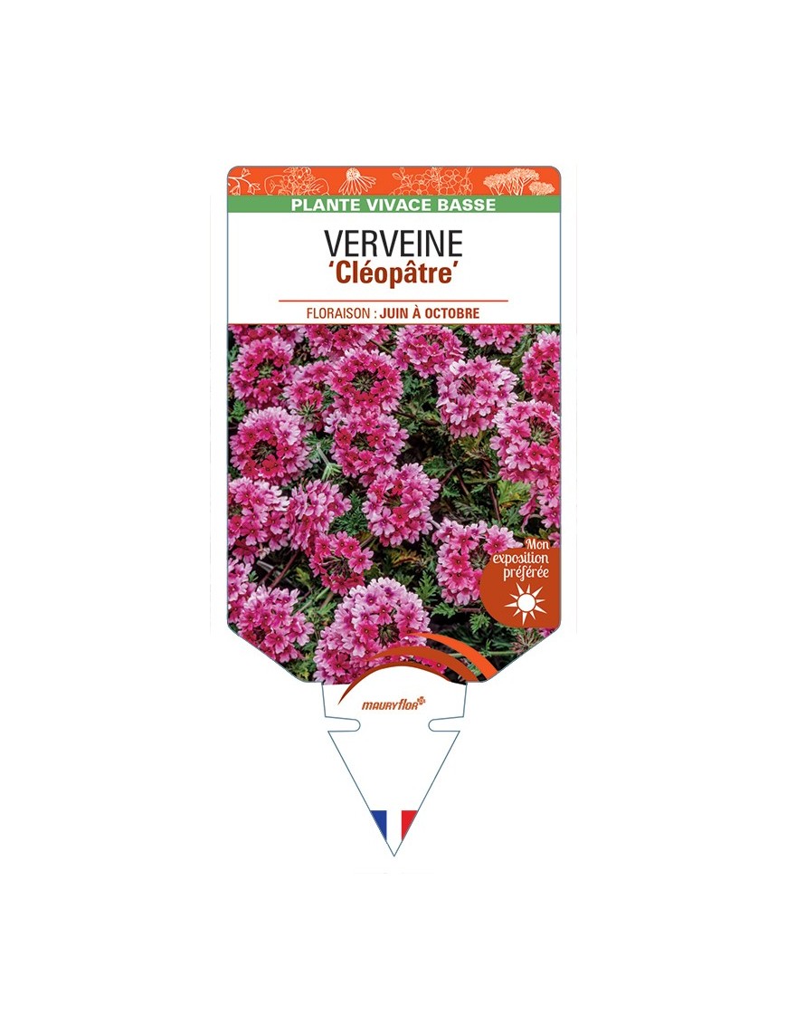 VERBENA Cléopâtre voir Verveine
