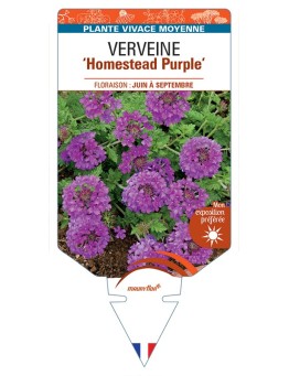 VERBENA Homestead Purple voir Verveine