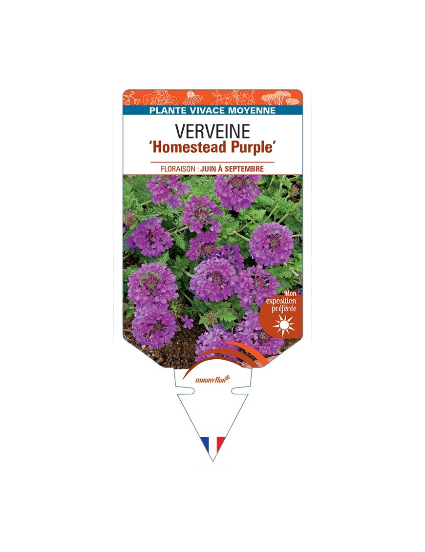 VERBENA Homestead Purple voir Verveine