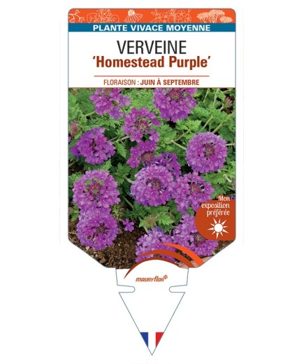 VERBENA Homestead Purple voir Verveine