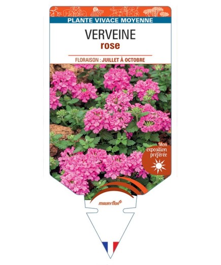 VERBENA pendula voir Verveine (rose)