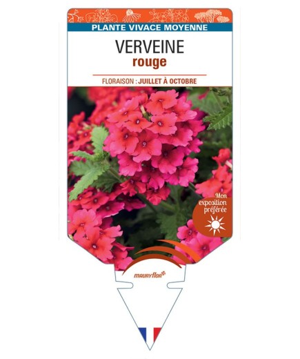 VERBENA pendula voir Verveine (rouge)