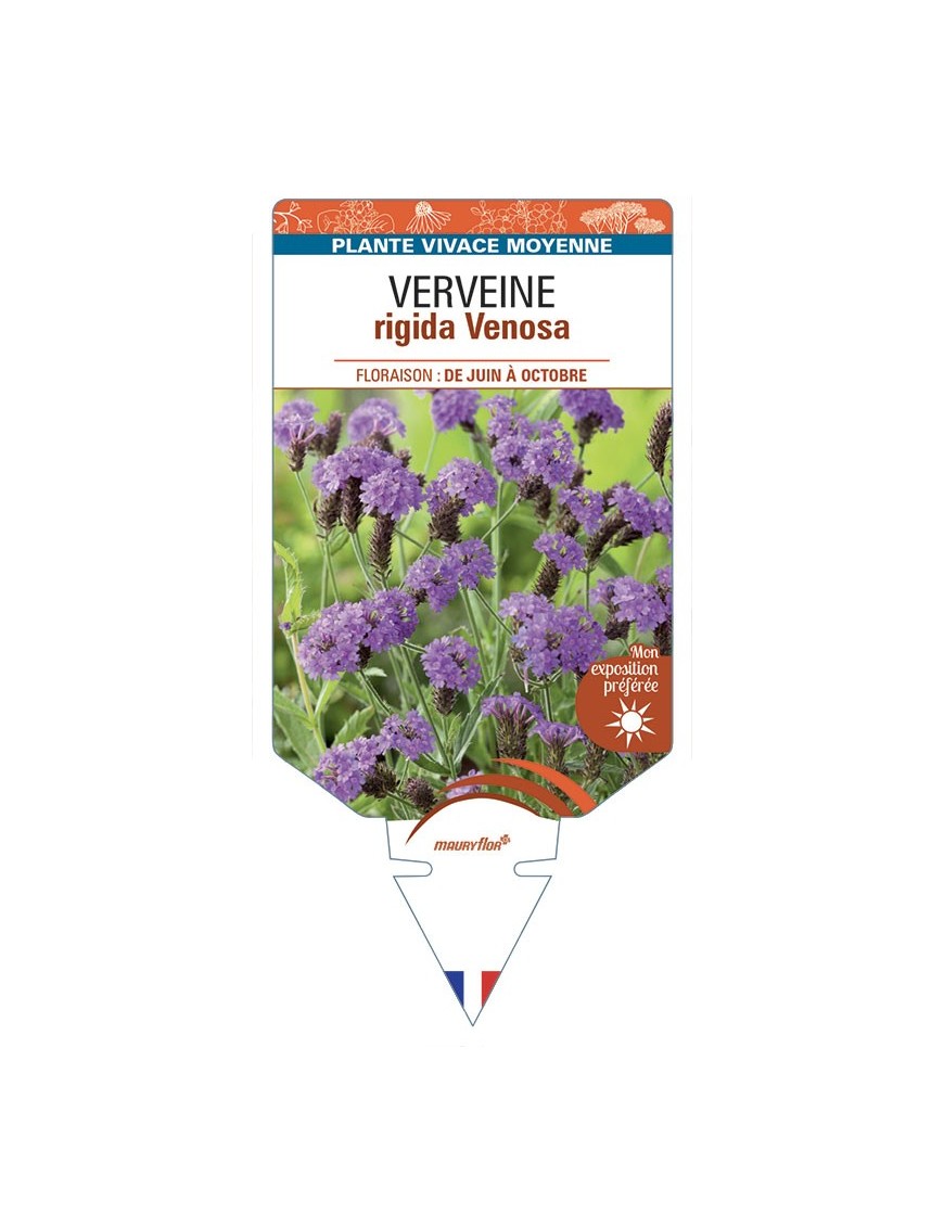 VERBENA rigida Venosa voir Verveine