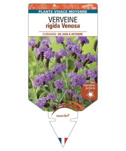 VERBENA rigida Venosa voir Verveine
