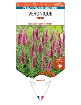 VERONICA (longifolia (rose)