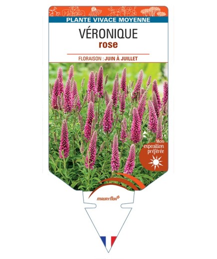 VERONICA (longifolia (rose)