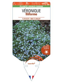 VERONICA FILIFORMIS voir Véronique filiforme