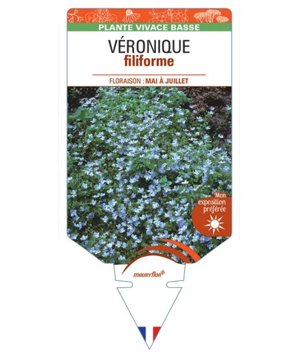 VERONICA FILIFORMIS voir Véronique filiforme