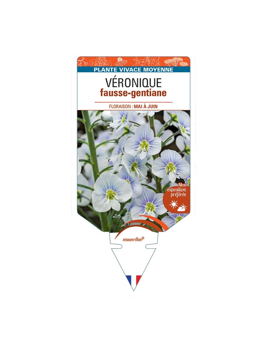 VERONICA GENTIANOIDES voir Véronique fausse-gentiane