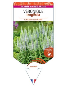 VERONICA LONGIFOLIA voir Véronique (blanc)