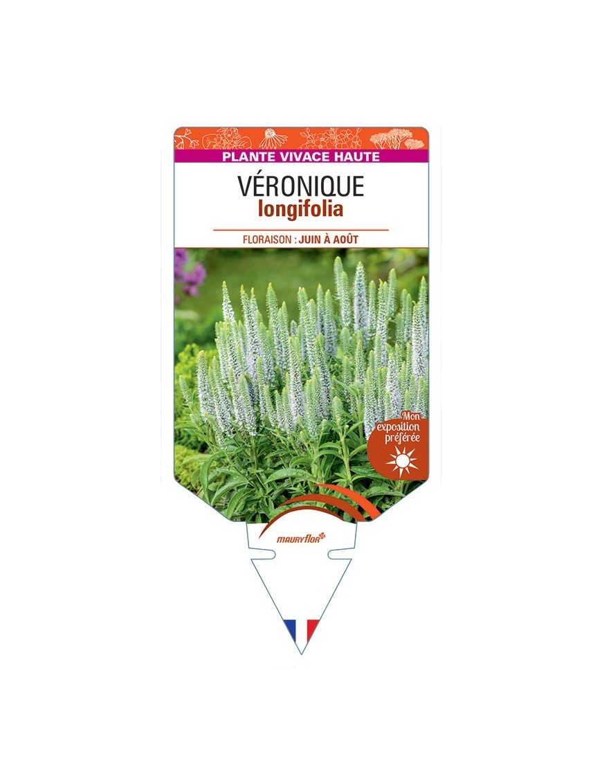 VERONICA LONGIFOLIA voir Véronique (blanc)