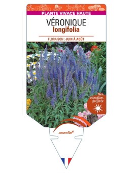 VERONICA LONGIFOLIA voir Véronique (bleu)