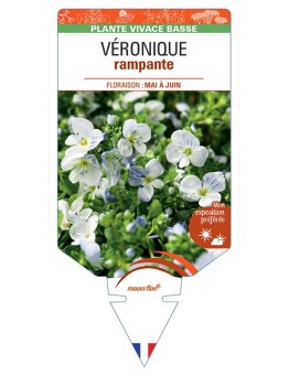 VERONICA repens voir Véronique rampante