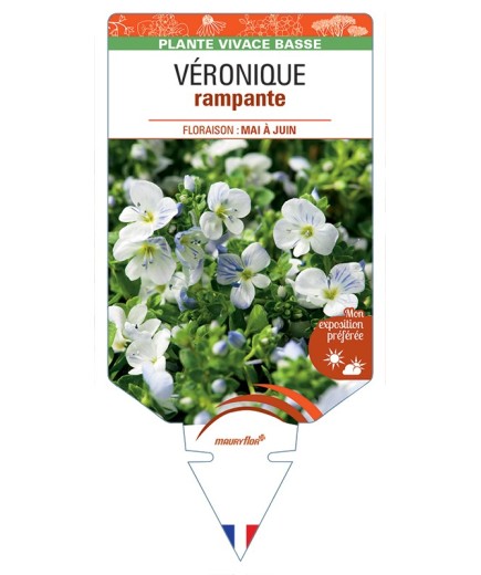 VERONICA repens voir Véronique rampante