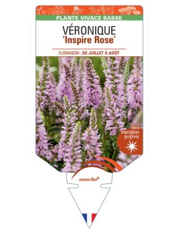 VERONICA spicata Inspire (rose) voir Véronique