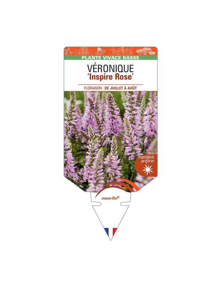 VERONICA spicata Inspire (rose) voir Véronique