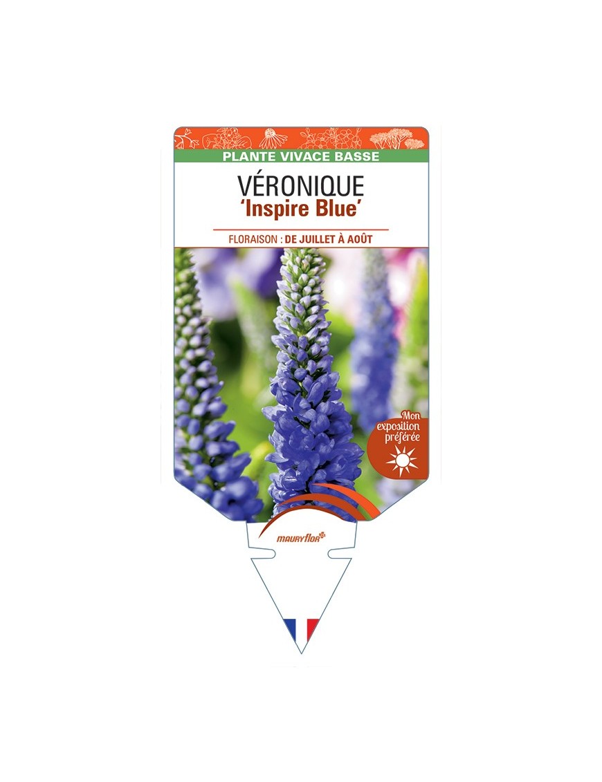 VERONICA spicata Inspire Blue voir Véronique