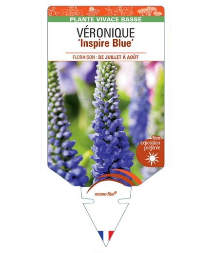 VERONICA spicata Inspire Blue voir Véronique