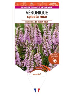VERONICA spicata rose