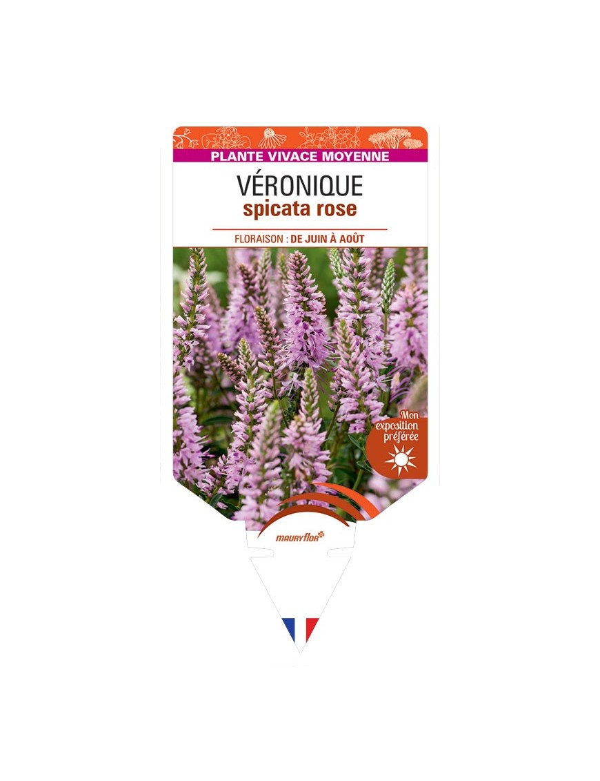 VERONICA spicata rose