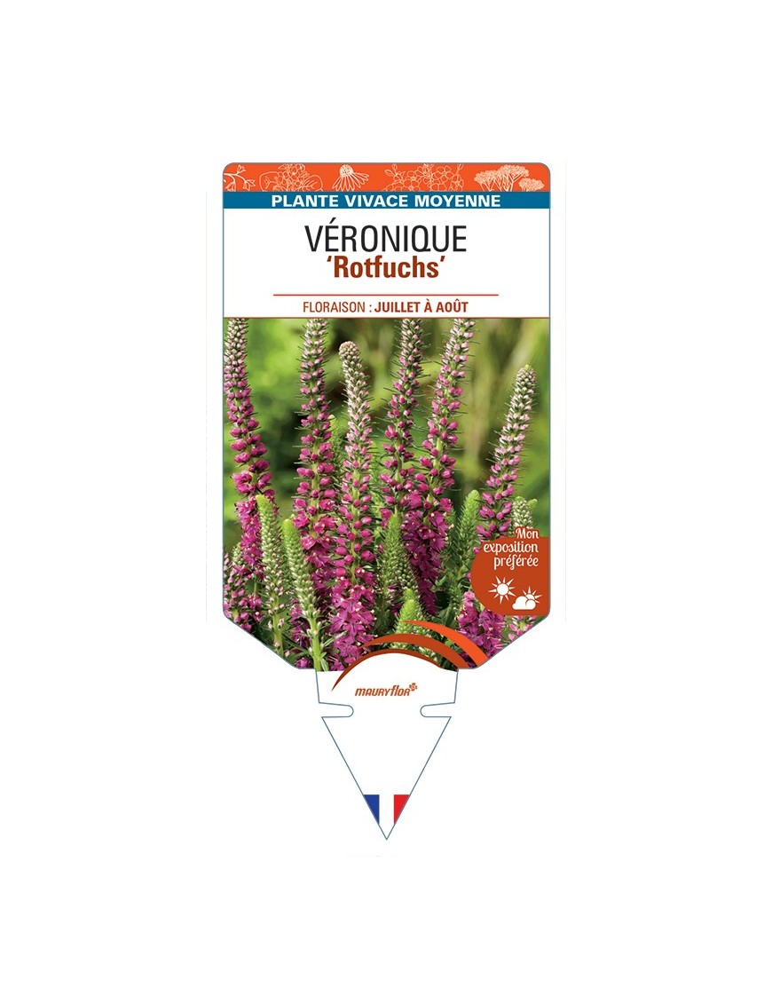 VERONICA spicata Rotfuchs voir Véronique